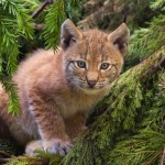 Lynx_kitten