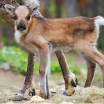 baby caribou